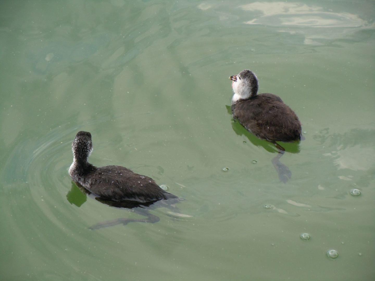 Pulli di folaga dal lago D''Averno